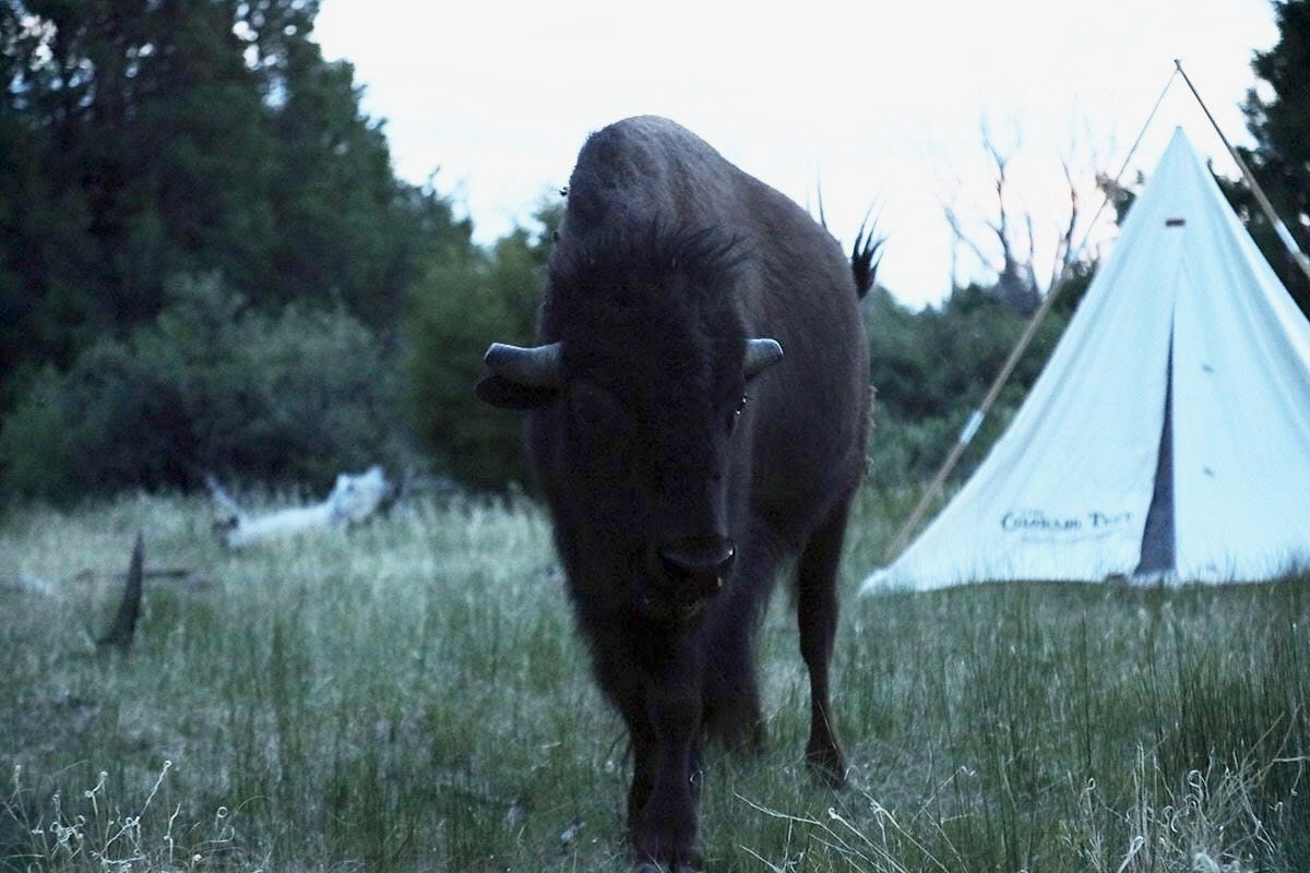 Colorado Tent - Cowboy Tipi (Range Tent) - with Bison - Wildlife Conservation